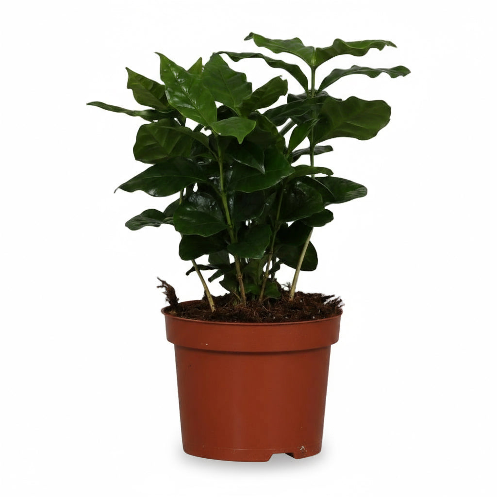 Coffea arabica – Cafeto - Verdeia - 1