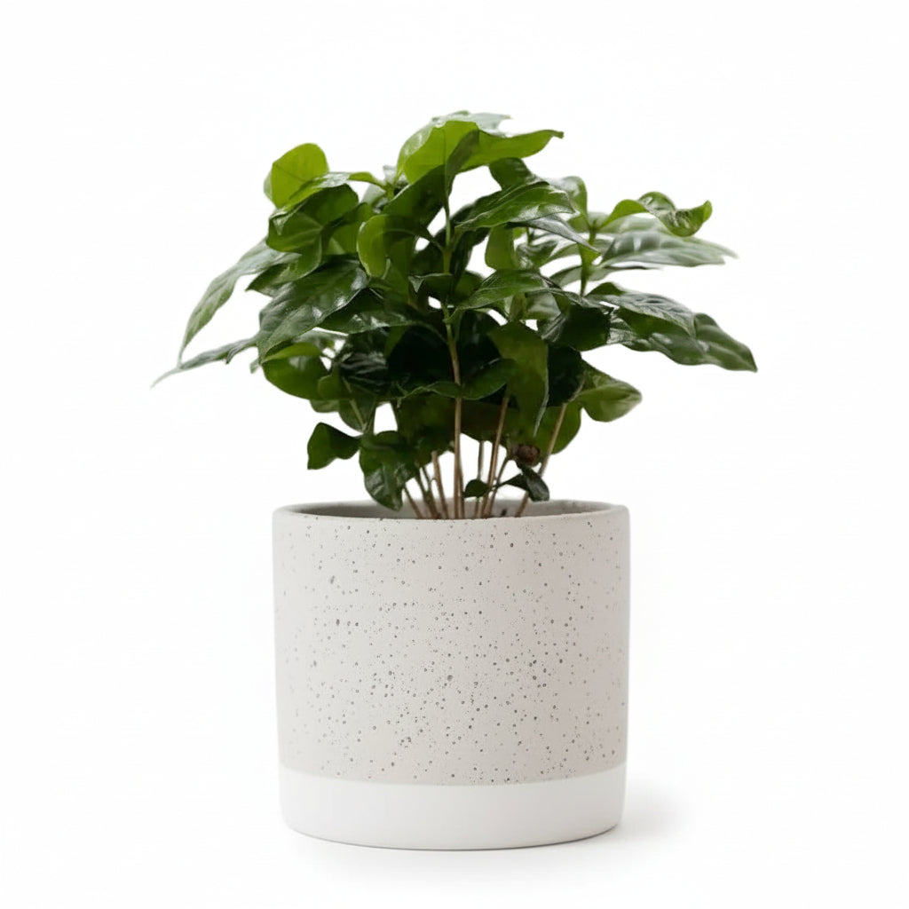 Coffea arabica — Kaffetræ — Ø12 x H20 cm — Klar til at stille — Jade keramik - Verdeia - 1