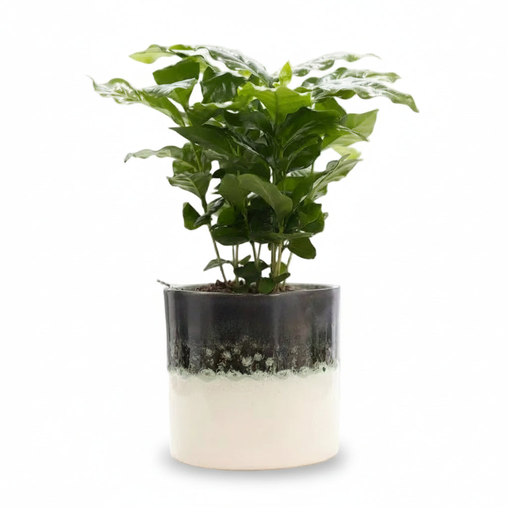 Coffea arabica — Kaffetræ — Ø12 x H20 cm — Klar til at stille — Hvid keramik - Verdeia - 1