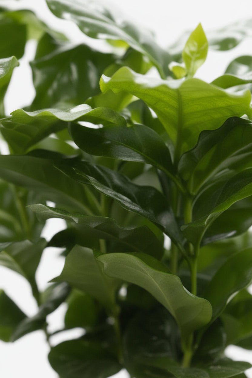 Coffea arabica — Kaffetræ — Ø12 x H20 cm — Klar til at stille — Hvid keramik - Verdeia - 2