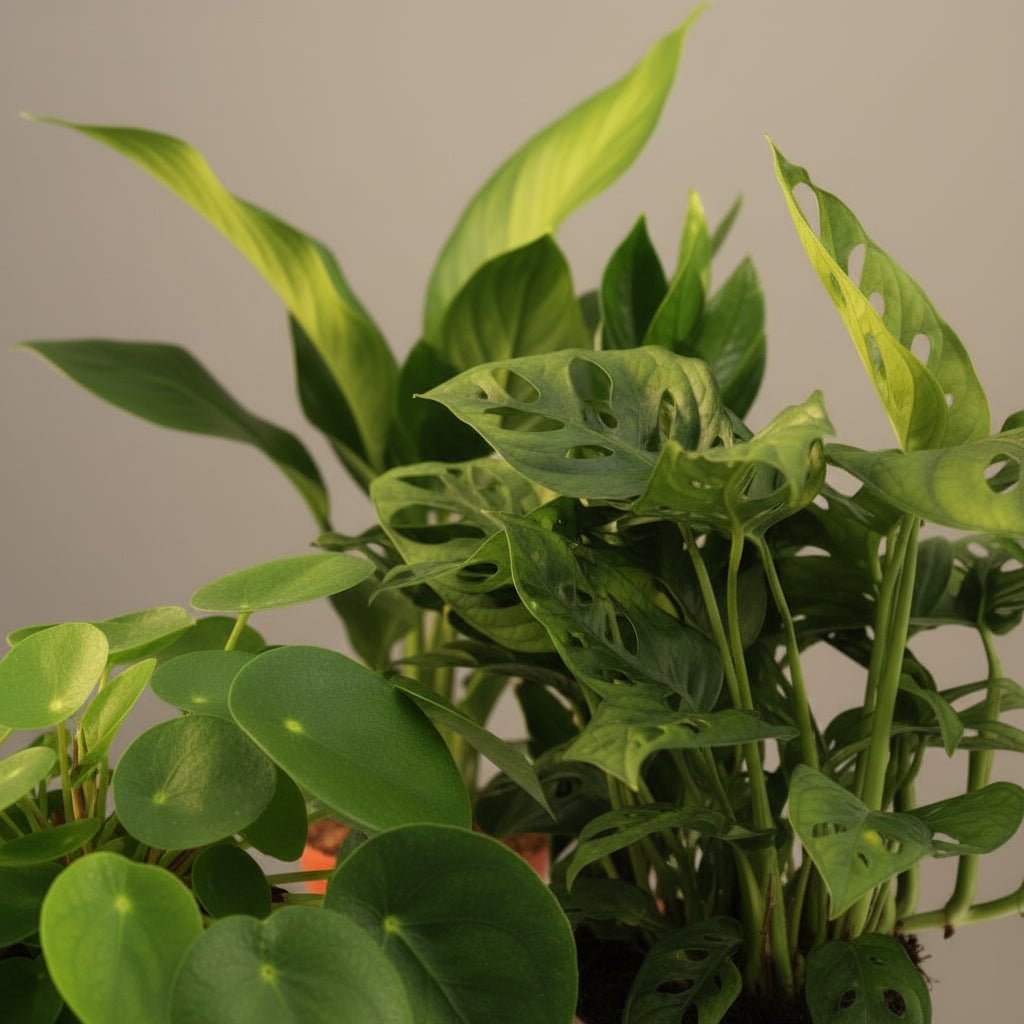 Set of 4 essential green plants — Ø12 cm — H20 - 40 cm - Verdeia - 2