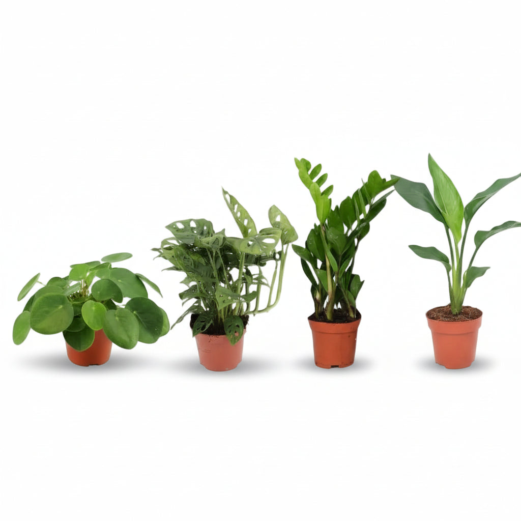 Set of 4 essential green plants — Ø12 cm — H20 - 40 cm - Verdeia - 1