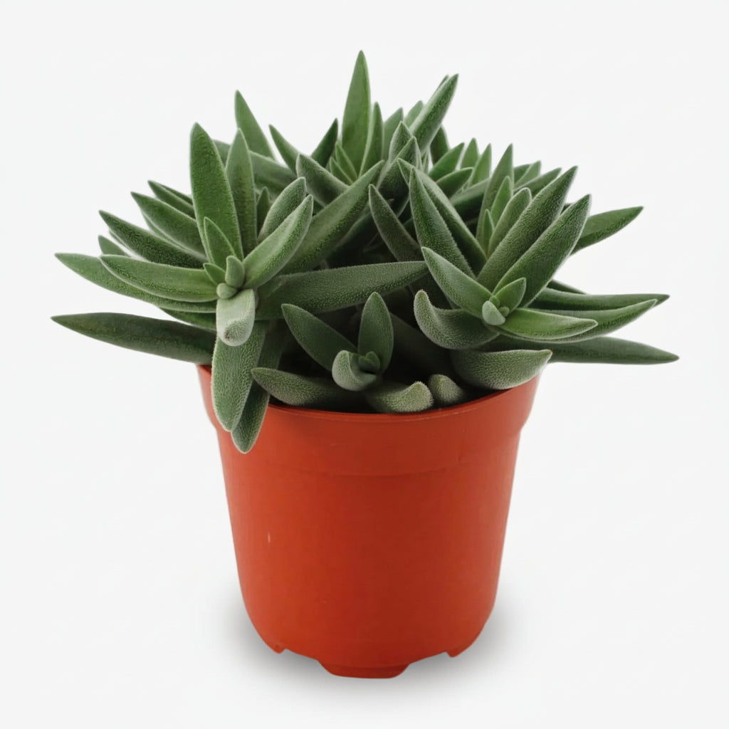 Crassula tenelli – Planta suculenta gràfica – D11 x A15 cm - Verdeia - 1