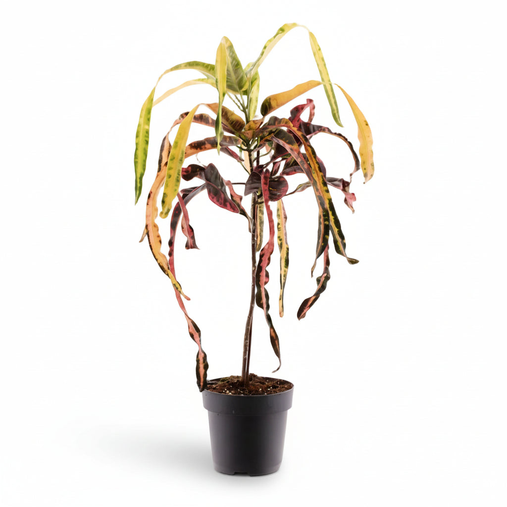 Croton Dreadlock — Codiaeum — Ø19 cm — H70 cm - Verdeia - 1