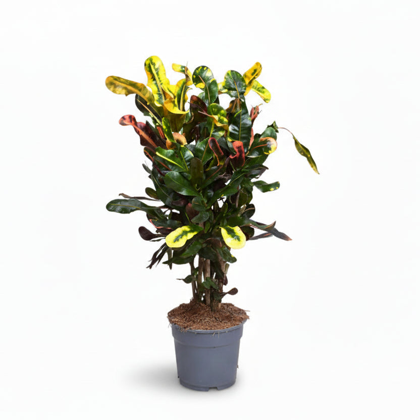 Croton Mammi sobre fondo blanco en su maceta de cultivo gris
