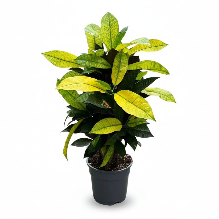 Croton Mrs. Iceton H65 cm | Pot Ø17 cm - Verdeia - 1