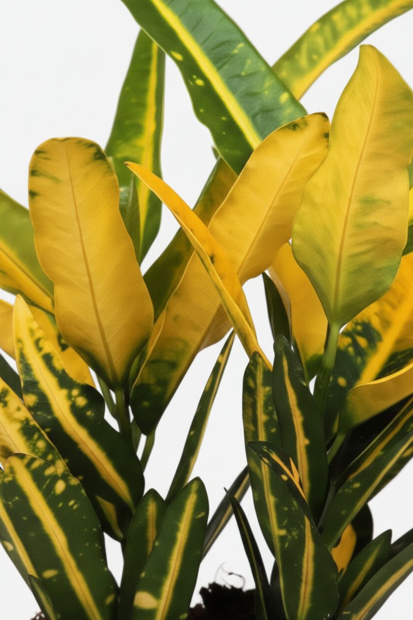 Croton Sunny Star — Codiaeum — Ø12 cm — H30 cm - Verdeia - 2