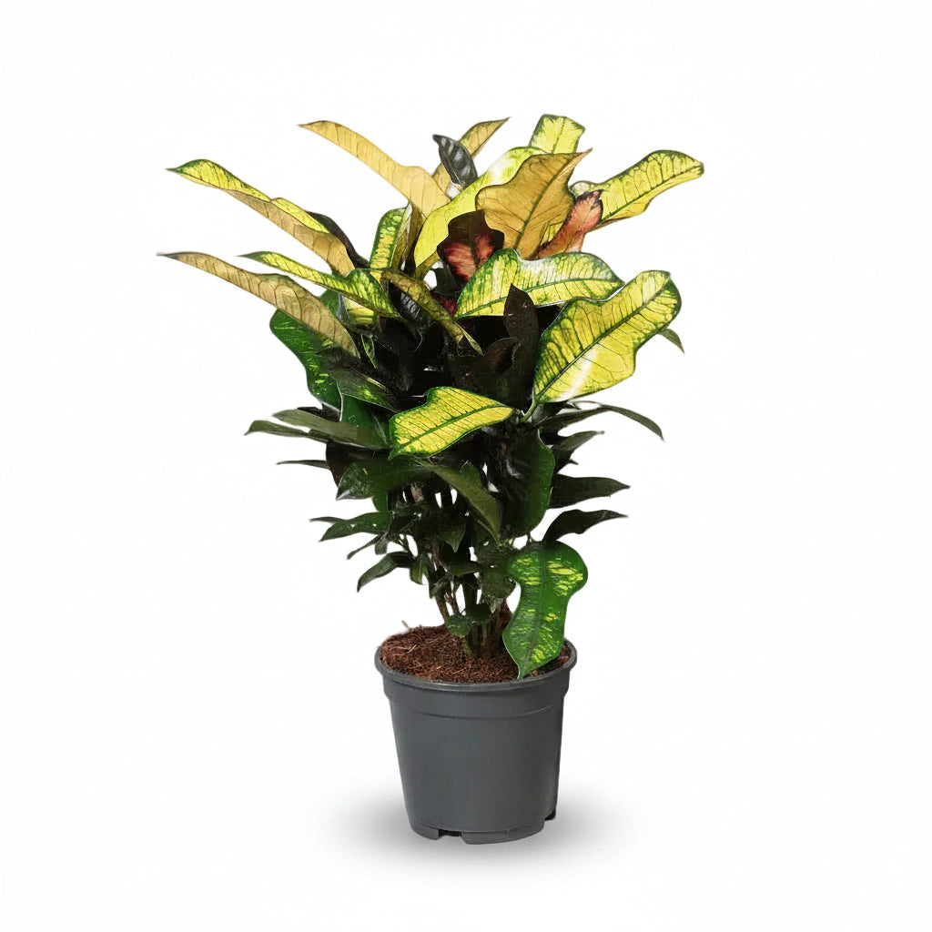 Croton Wilma — Codiaeum in seinem grauen Kulturtopf vor weißem Hintergrund