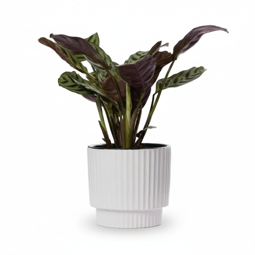 Ctenanthe burle - marxii — Ø12 x H25 cm — Připraveno k umístění — Bílá keramika - Verdeia - 1