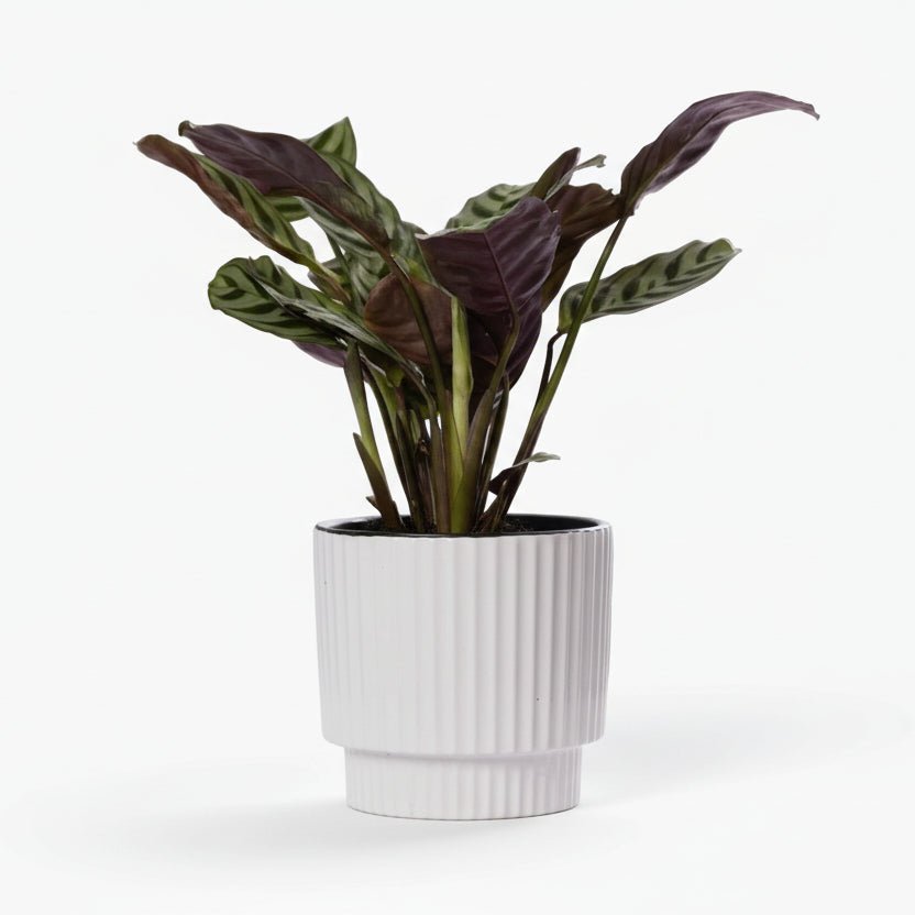 Ctenanthe burle - marxii — Ø12 x H25 cm — Listo para colocar — Cerámica blanca - Verdeia - 1