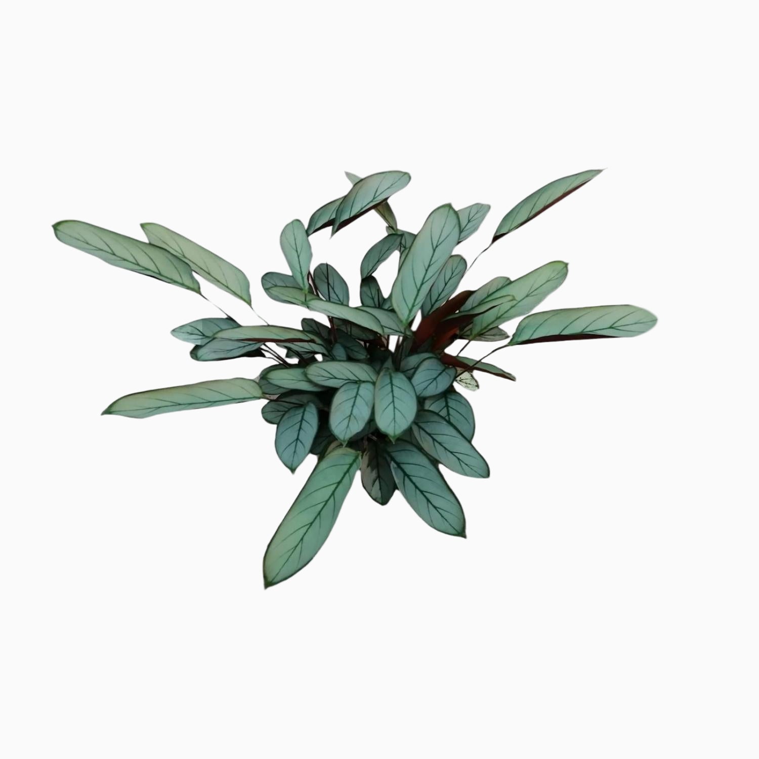 Ctenanthe oppenheimiana — “Never Never Plant” - Verdeia