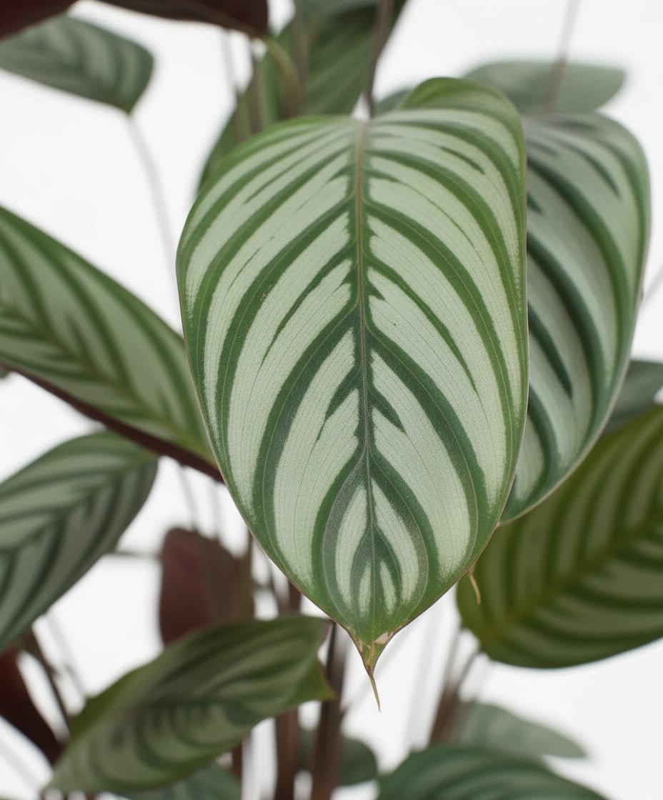 Ctenanthe oppenheimiana — “Planta Nunca Nunca” - Verdeia - 2