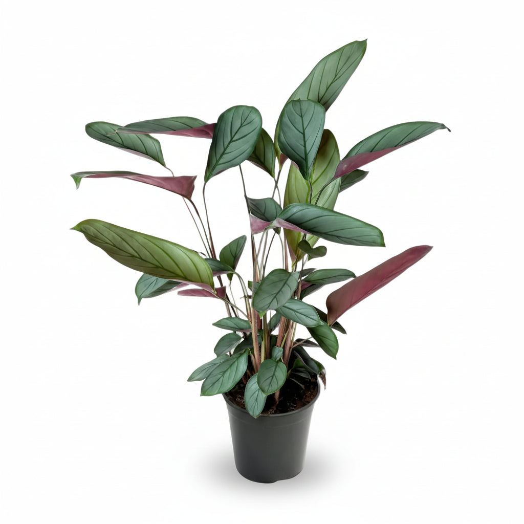 Ctenanthe setosa | Planta pavo real plateada — Ø17 cm x H60 cm - Verdeia - 1