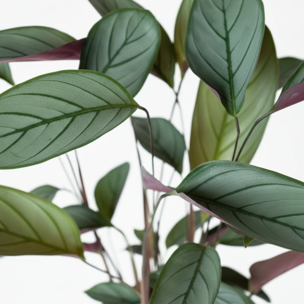 Ctenanthe setosa | Planta pavo real plateada — Ø17 cm x H60 cm - Verdeia - 2