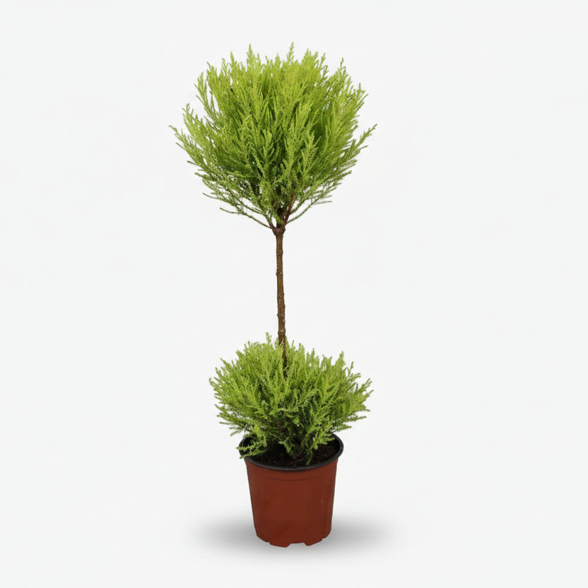 Cupressus Goldcrest Wilma — Ciprés dorado — Ø14 cm — H60 cm - Verdeia - 1