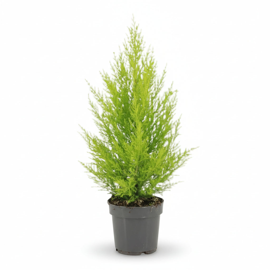 Cupressus macrocarpa &