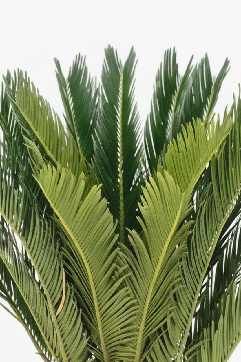 Cycas Revoluta — Ø17 cm — H60 cm - Verdeia - 2
