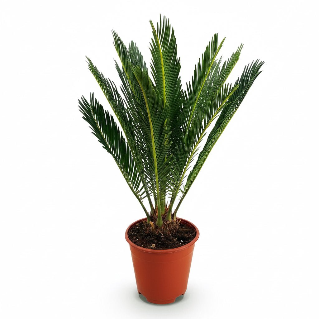 Cycas revoluta (Japanese sago palm) - Verdeia - 6