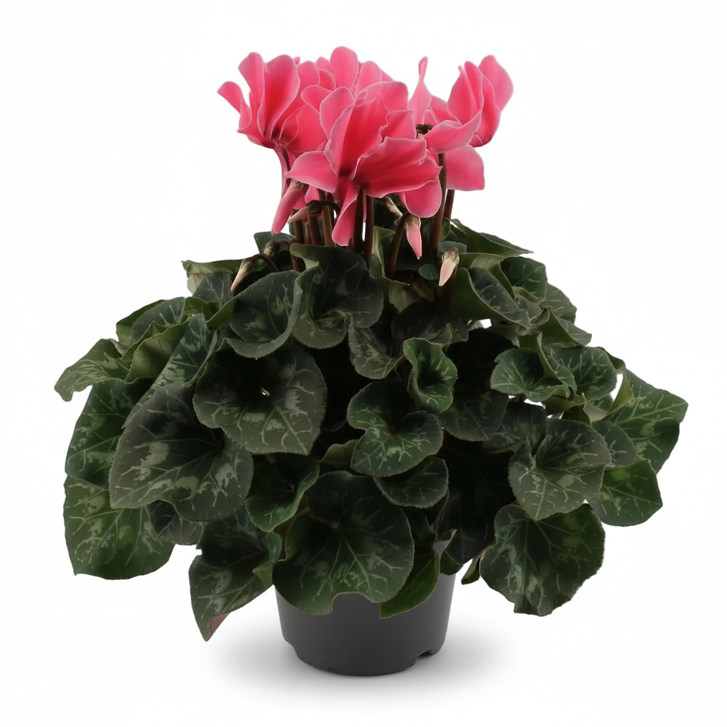 Light pink cyclamen — Ø17 cm — H40 cm - Verdeia - 1