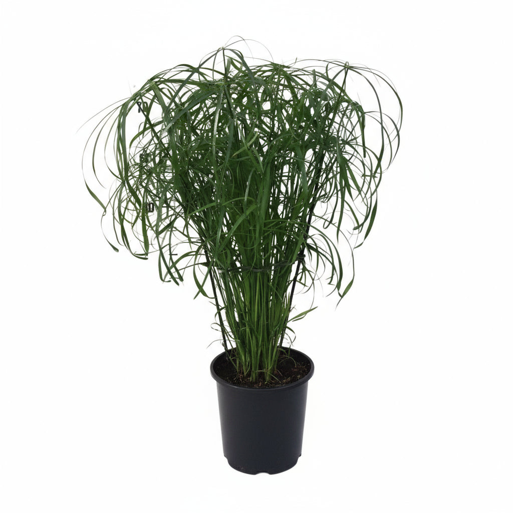 Cyperus alternifolius – Herbe papyrus / plante parapluie - Verdeia