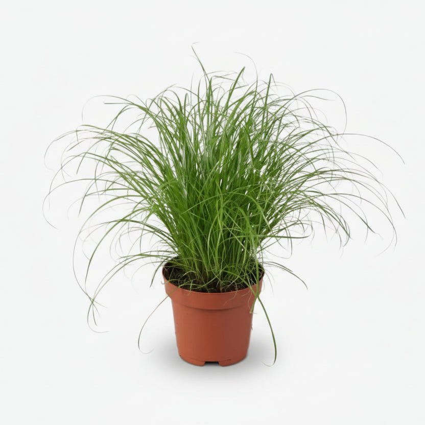 Cyperus Alternifolius Zumula — Papiro — Ø12 cm — H28 cm - Verdeia - 1