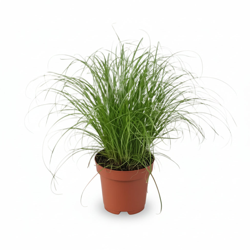 Cyperus Alternifolius Zumula — Papiro — Ø12 cm — H28 cm - Verdeia - 1