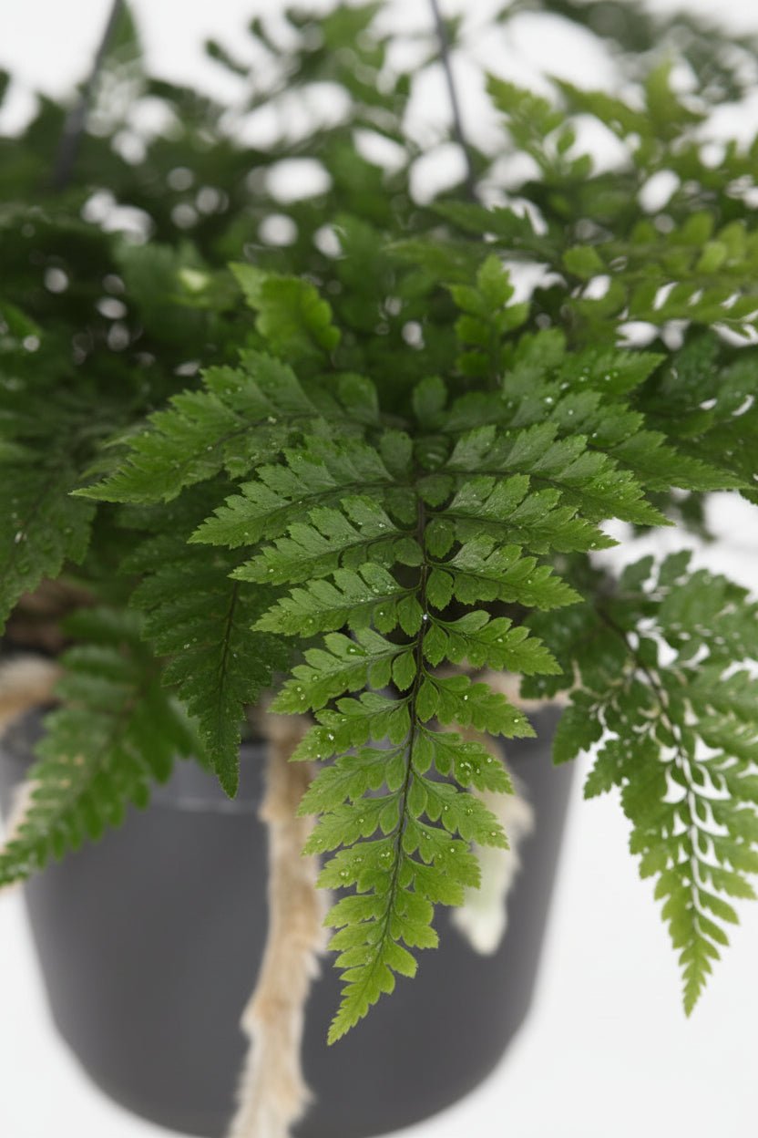 Davallia Bullata - Ø17cm - H30cm - Verdeia - 2