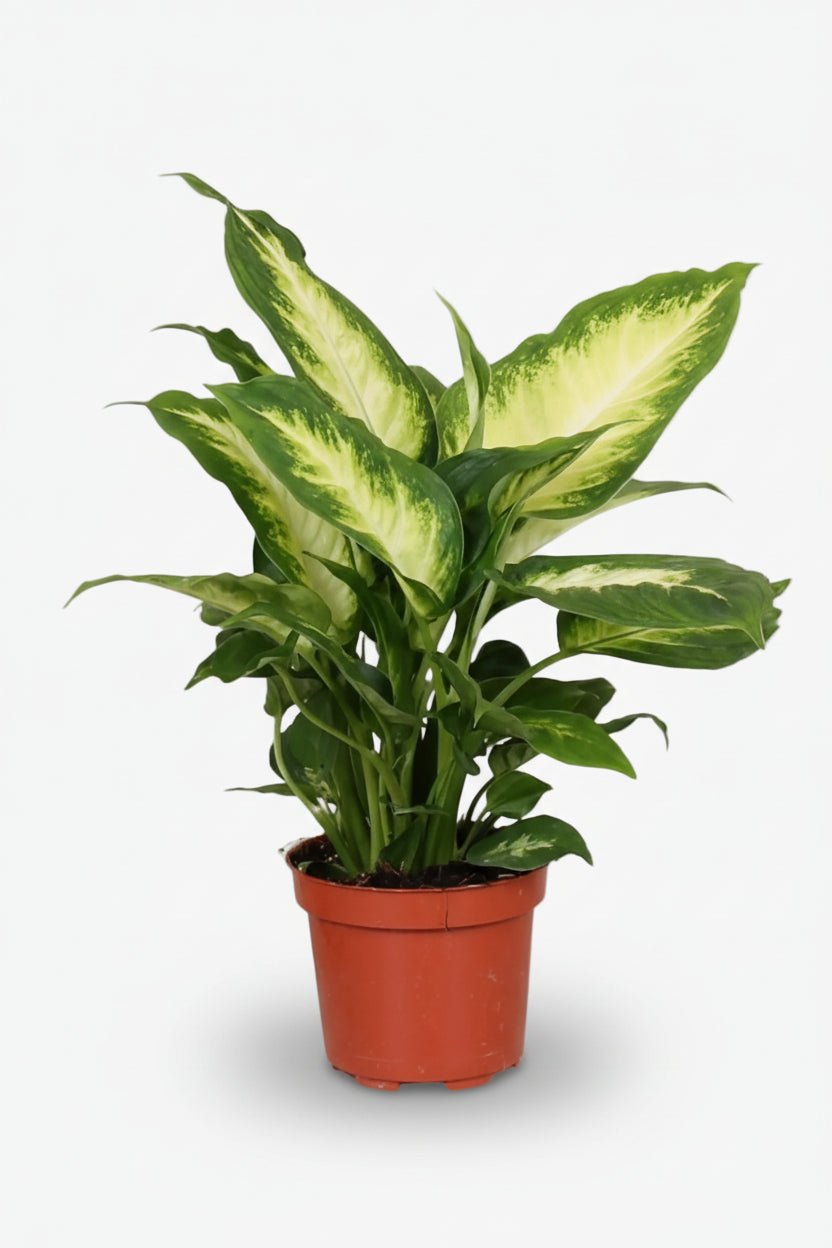 Dieffenbachia Camilla (Canne du muet) - Verdeia - 6