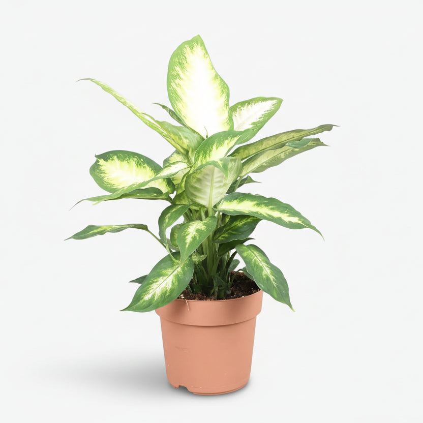 Dieffenbachia Camilla — Ø17 cm — H45 cm - Verdeia - 1