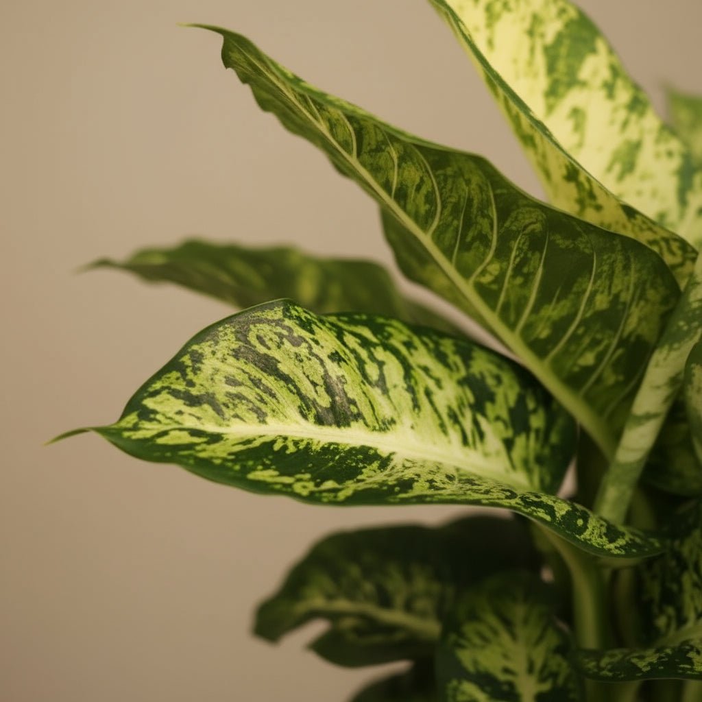Dieffenbachia &