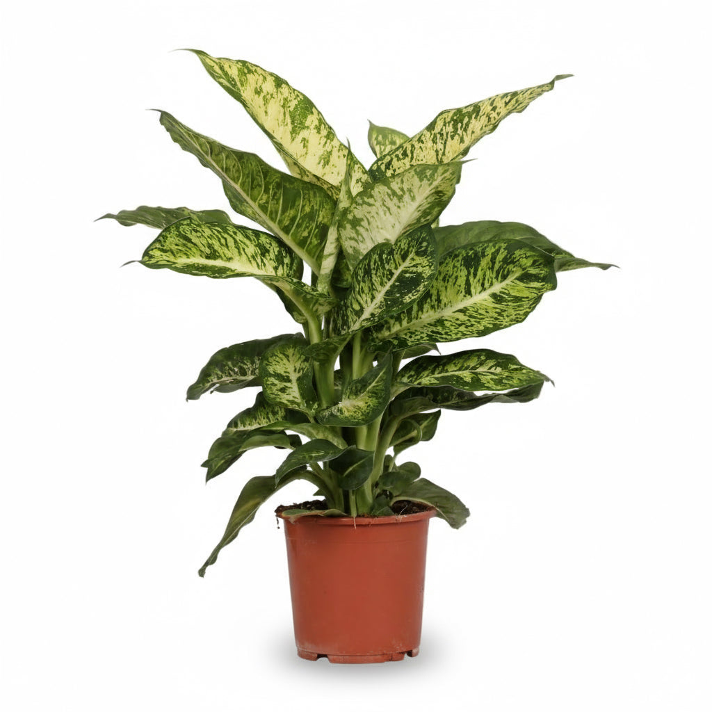 Dieffenbachia ‘Mars’ – Canne du muet – Ø17cm – ↕50cm - Verdeia