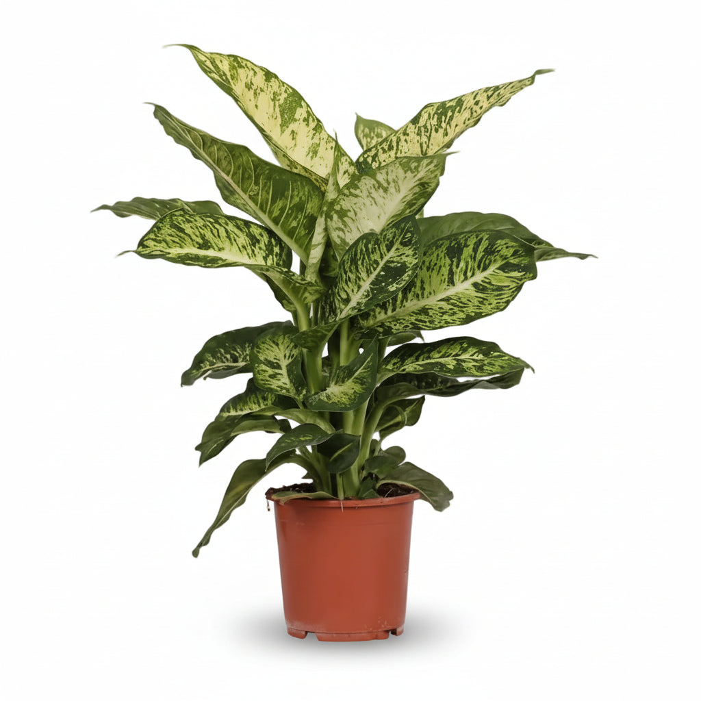 Dieffenbachia &