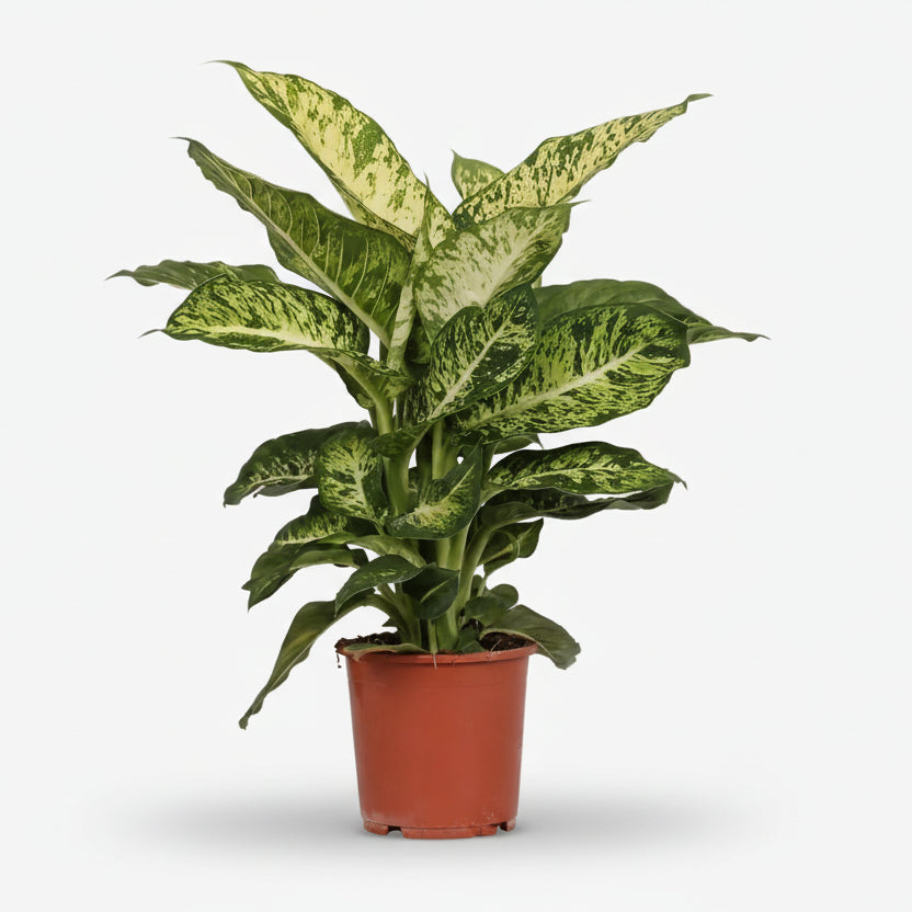 Dieffenbachia &