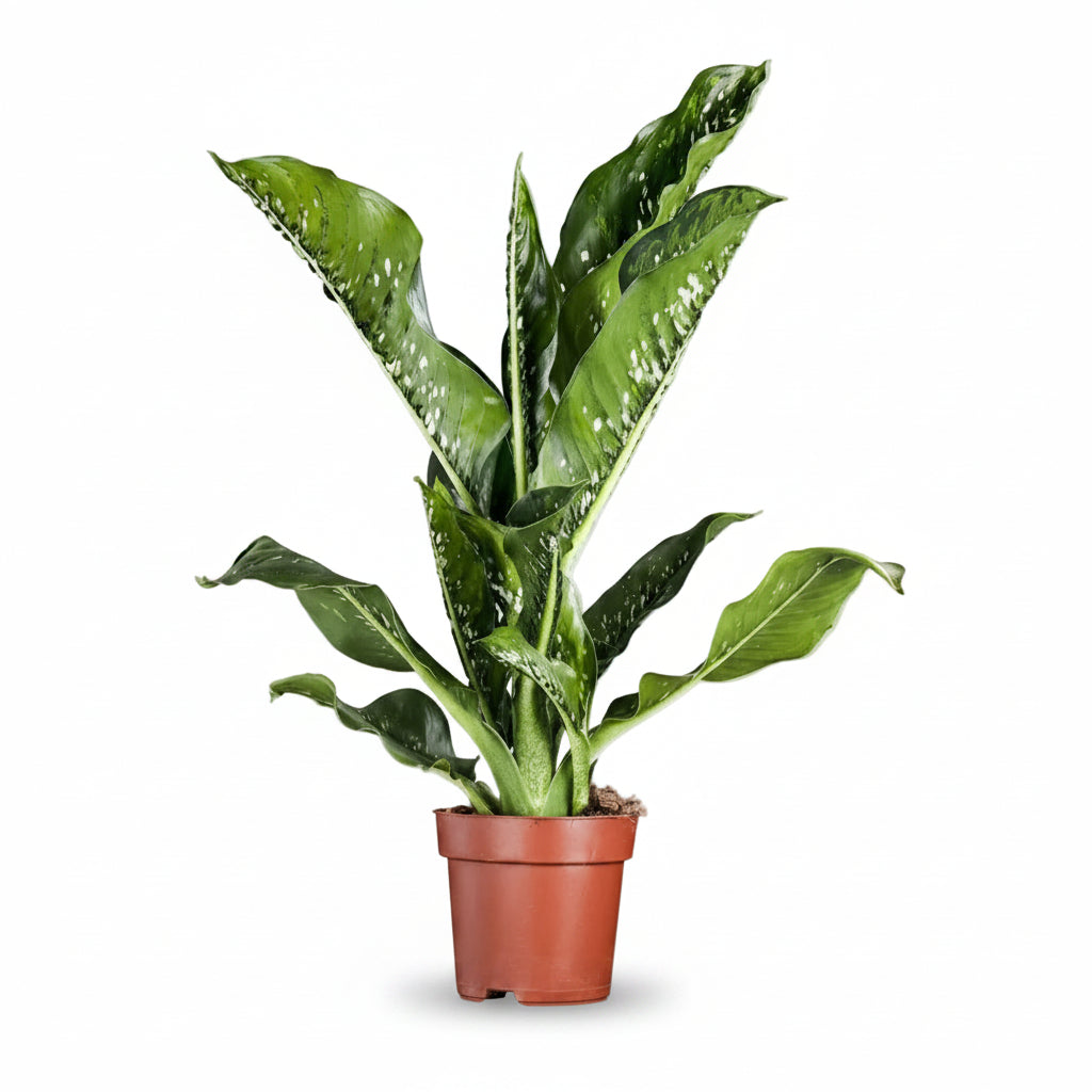 Dieffenbachia seguine Caiman (Dumb Cane) - H75 cm | Pot Ø21 cm - Verdeia - 1