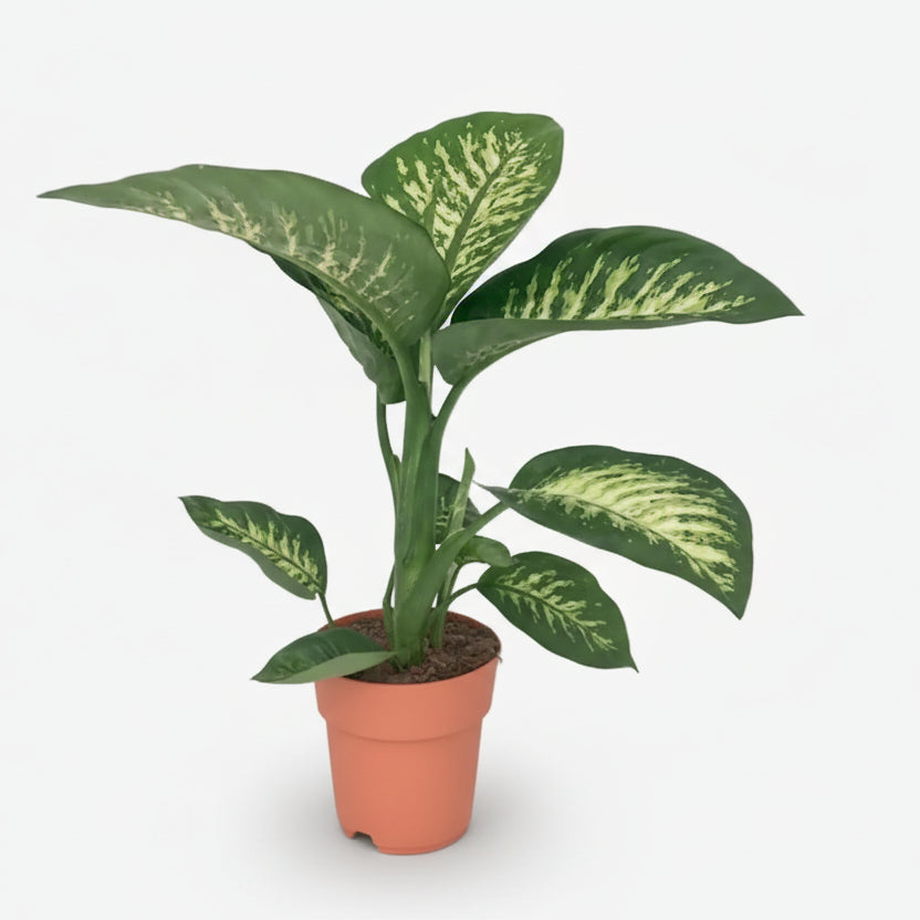 Dieffenbachia Seguine Tropic Snow — Ø19 cm — H70 cm - Verdeia - 1