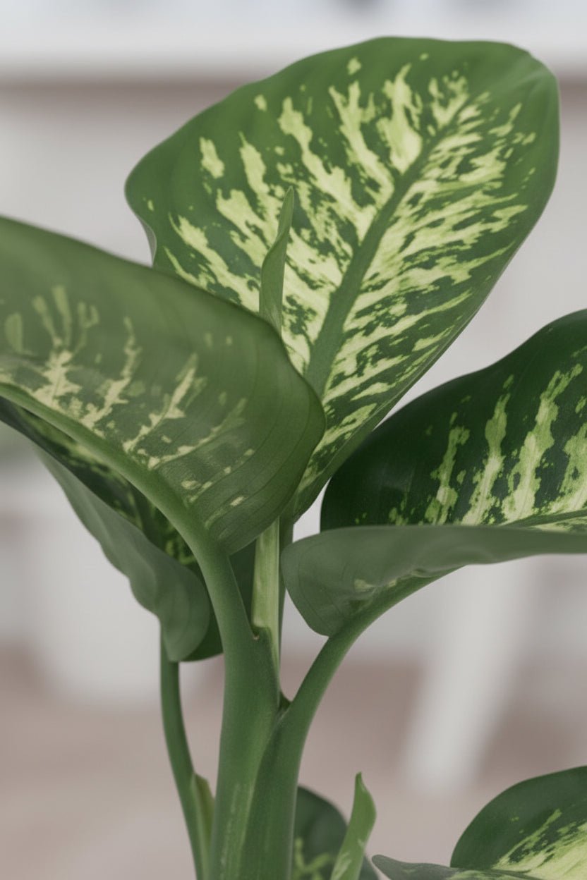Dieffenbachia Seguine Tropic Snow — Ø19 cm — H70 cm - Verdeia - 2