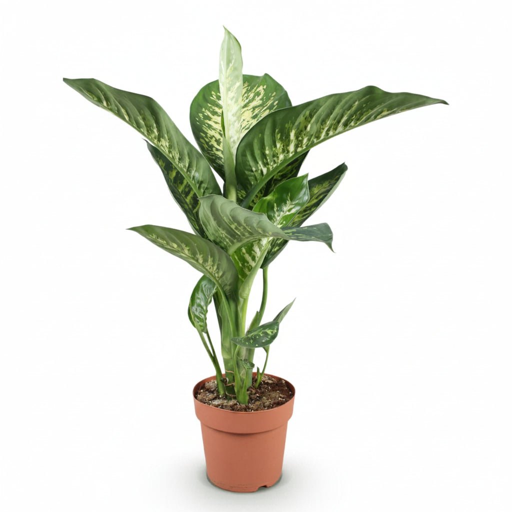 Dieffenbachia Tropic Snow (Canne du muet) - Verdeia - 6