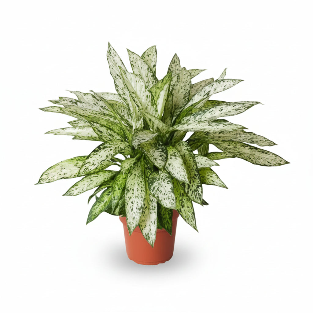 Dieffenbachia Vesuvius — Caña de mudos — Ø27 cm — H80 cm - Verdeia - 1