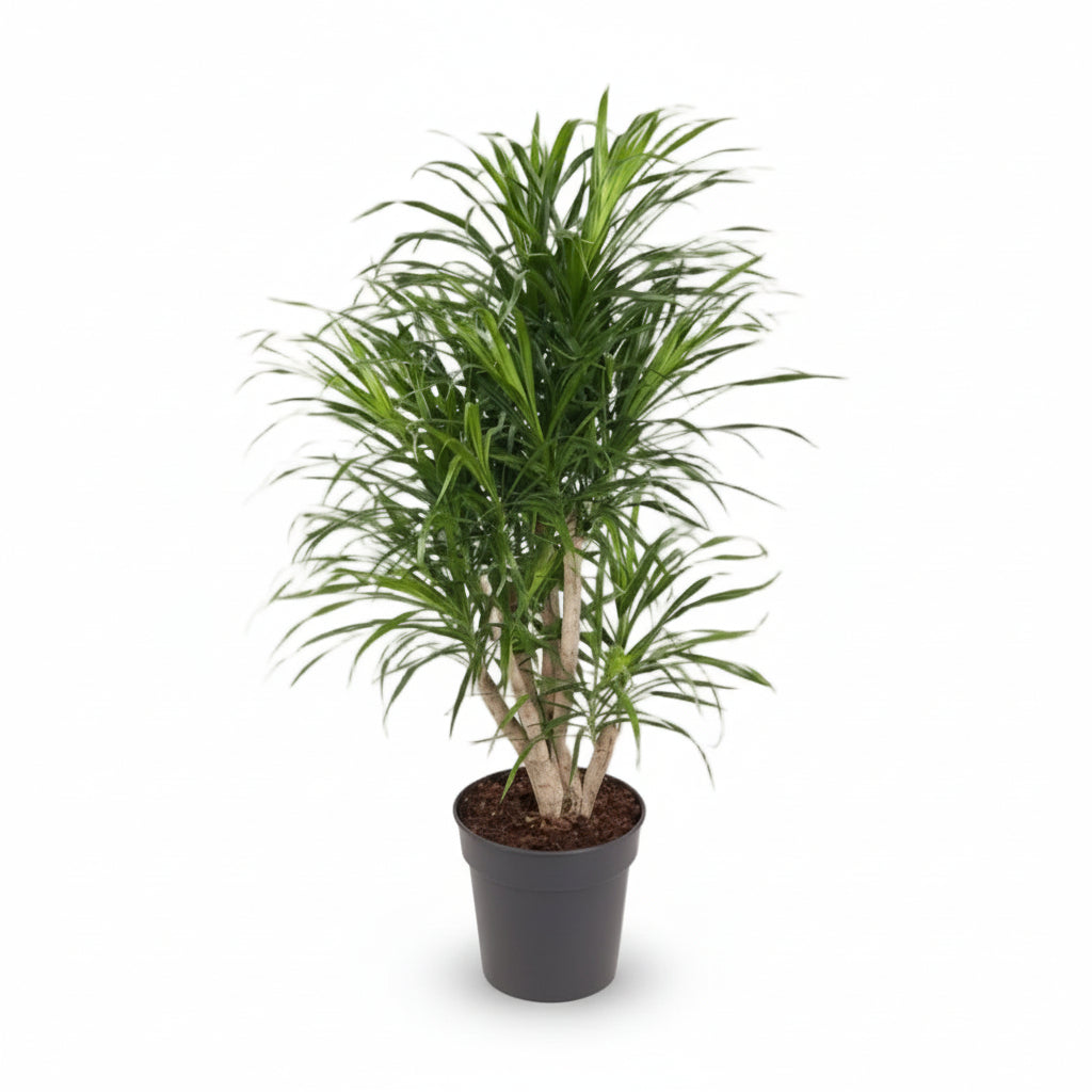 Dracaena Anita — Dragón — Ø24 cm — H100 cm - Verdeia - 1