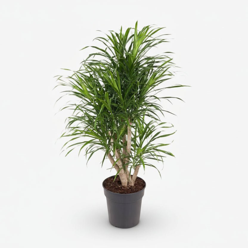 Dracaena Anita — Dragón — Ø24 cm — H100 cm - Verdeia - 1