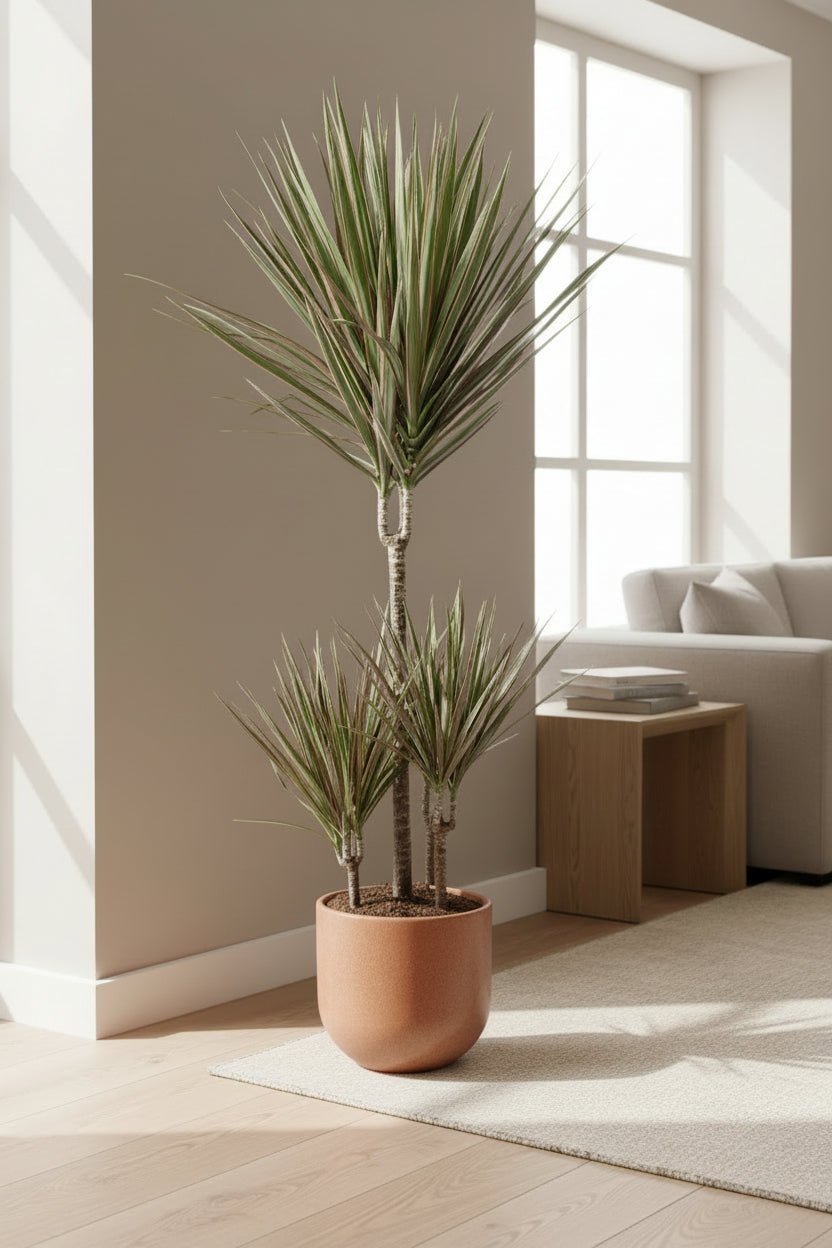 Dracaena Bicolor — Bicolor dragon tree - Verdeia - 5