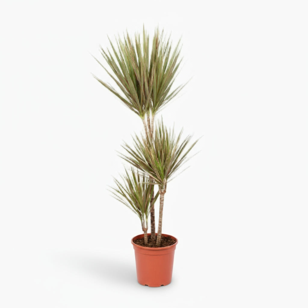 Dracaena Bicolor – Dragonnier bicolore - Verdeia