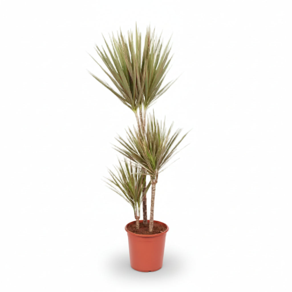 Dracaena Bicolor — Dragón bicolor - Verdeia - 1