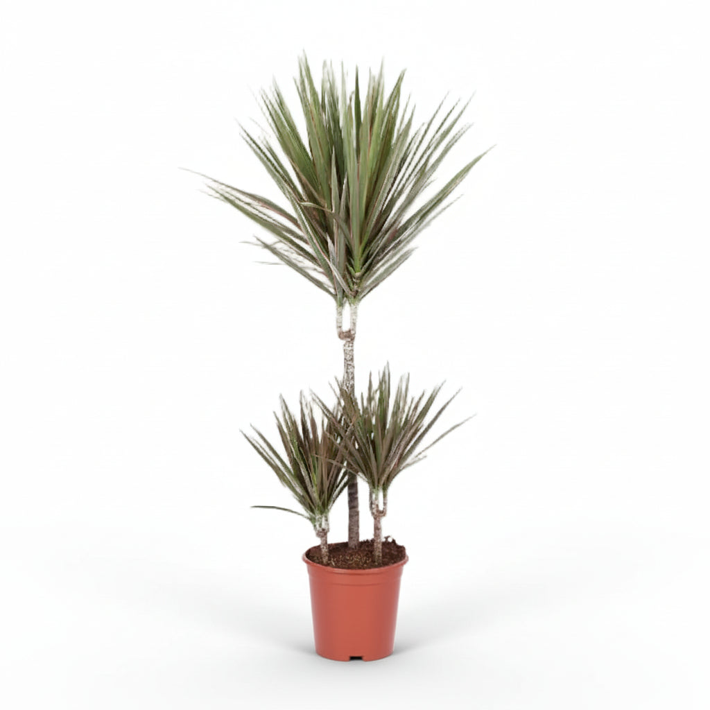Dracaena Bicolor — Dragón bicolor - Verdeia - 8