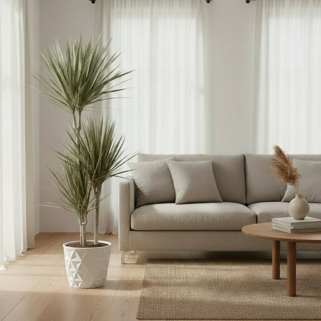 Dracaena Bicolor — Dragón bicolor - Verdeia - 3