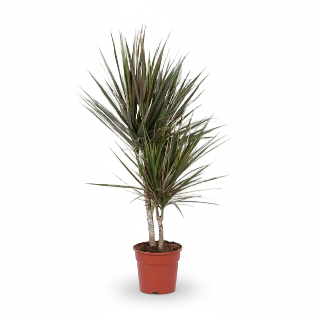 Dracaena Bicolor — Dragón bicolor - Verdeia - 7