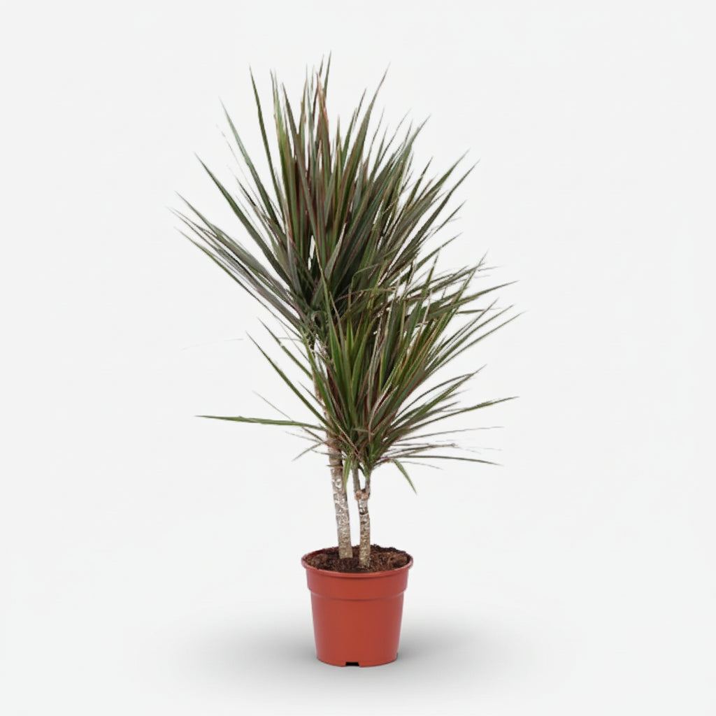 Dracaena Bicolor — Dragón bicolor - Verdeia - 7