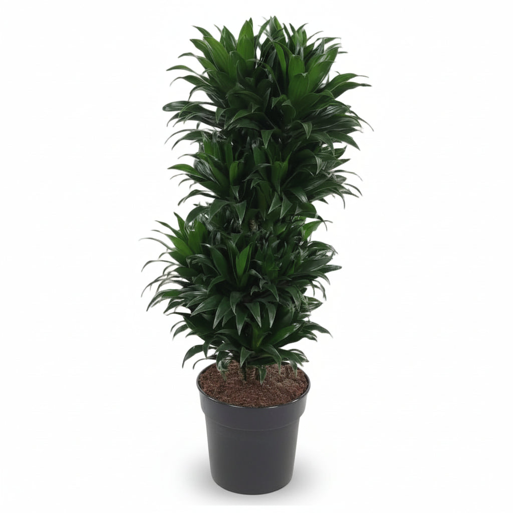 Dracaena Compacta ramificada — Ø27 cm — H100 cm - Verdeia - 1