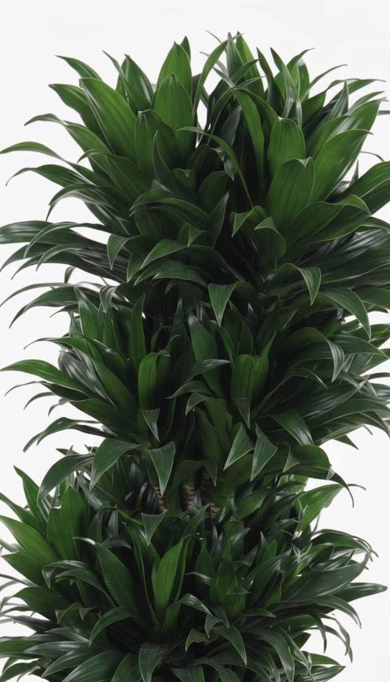 Dracaena Compacta ramifiée — Ø27 cm — H100 cm - Verdeia