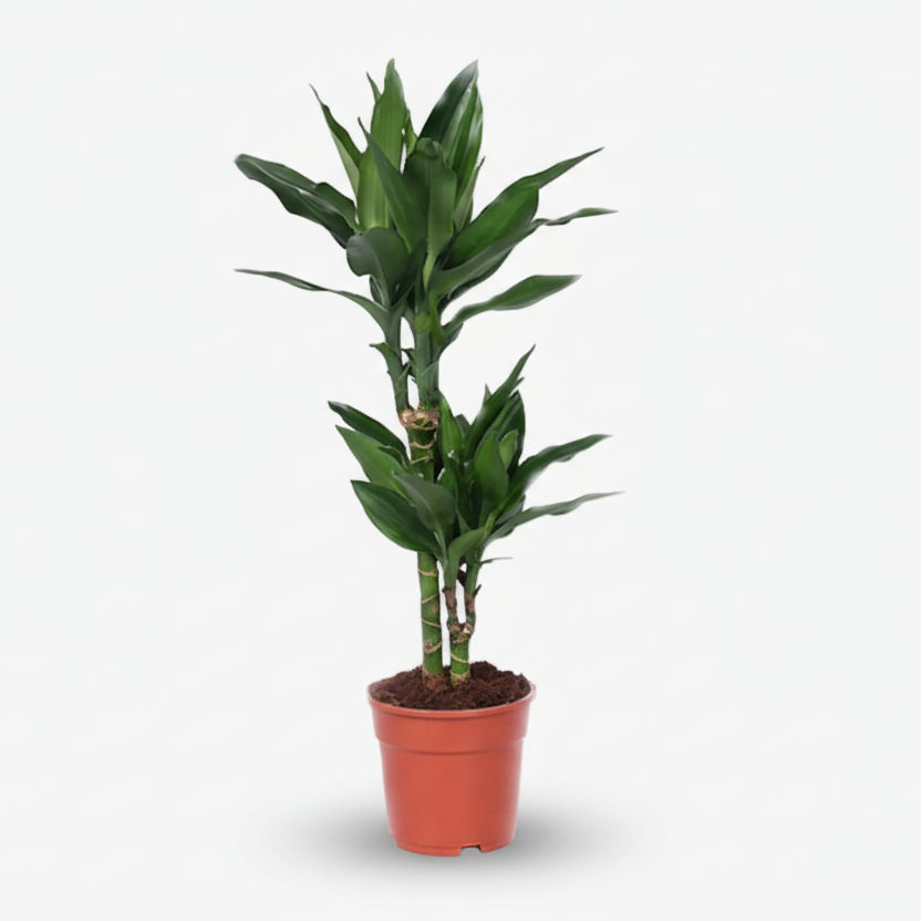 Dracaena Janet Lind, dracena no seu vaso de cultivo sobre fundo branco